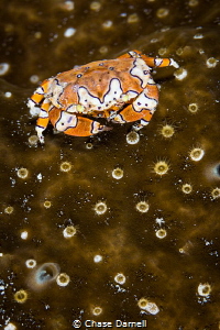 "Out and About"
A Gaudy Clown Crab out of his hole. by Chase Darnell 